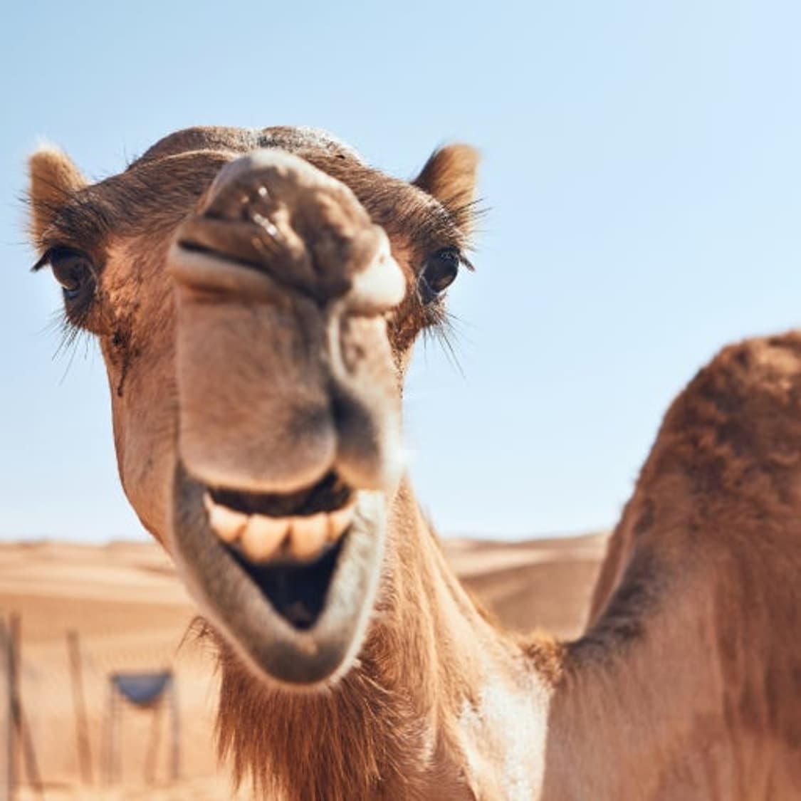 [XL] 90s Camel where it's@ 티셔츠 상품이미지3