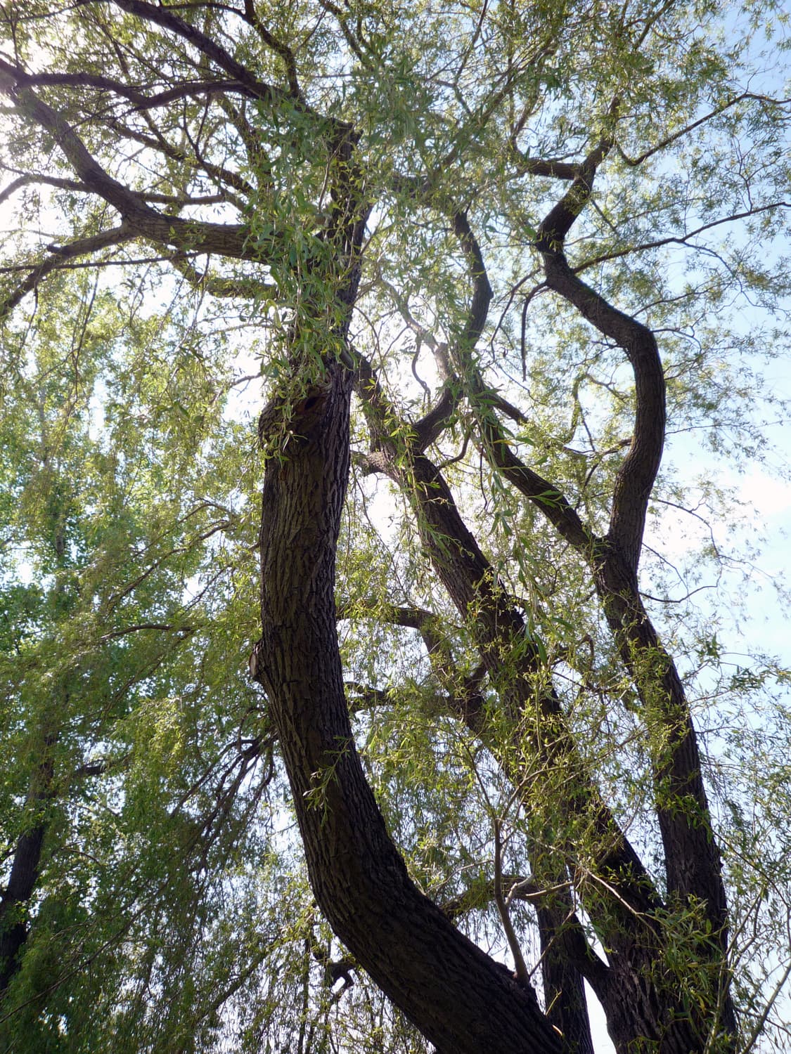 [📸라이카렌즈] 파나소닉 LUMIX FX35 빈티지 디지털카메라 판매 상품이미지3