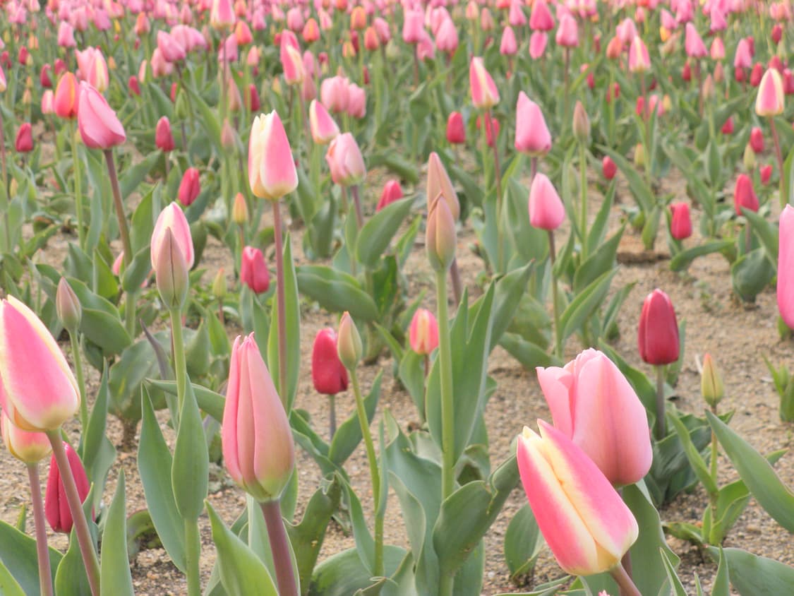 올림푸스 뮤 5000 블루 디지털카메라 (작례ㅇ) 상품이미지4