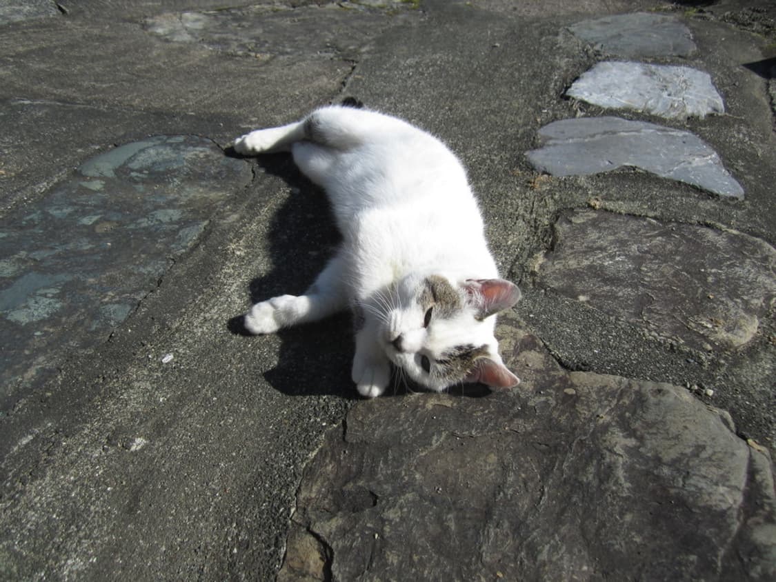 캐논 익서스 Canon IXUS 115 HS 실버 상품이미지2