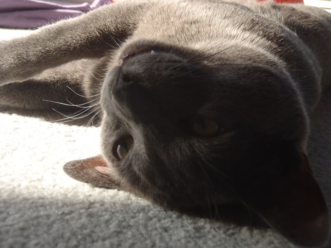 (한국어 지원) 올림푸스 Olympus Stylus Tough 3000 상품이미지10