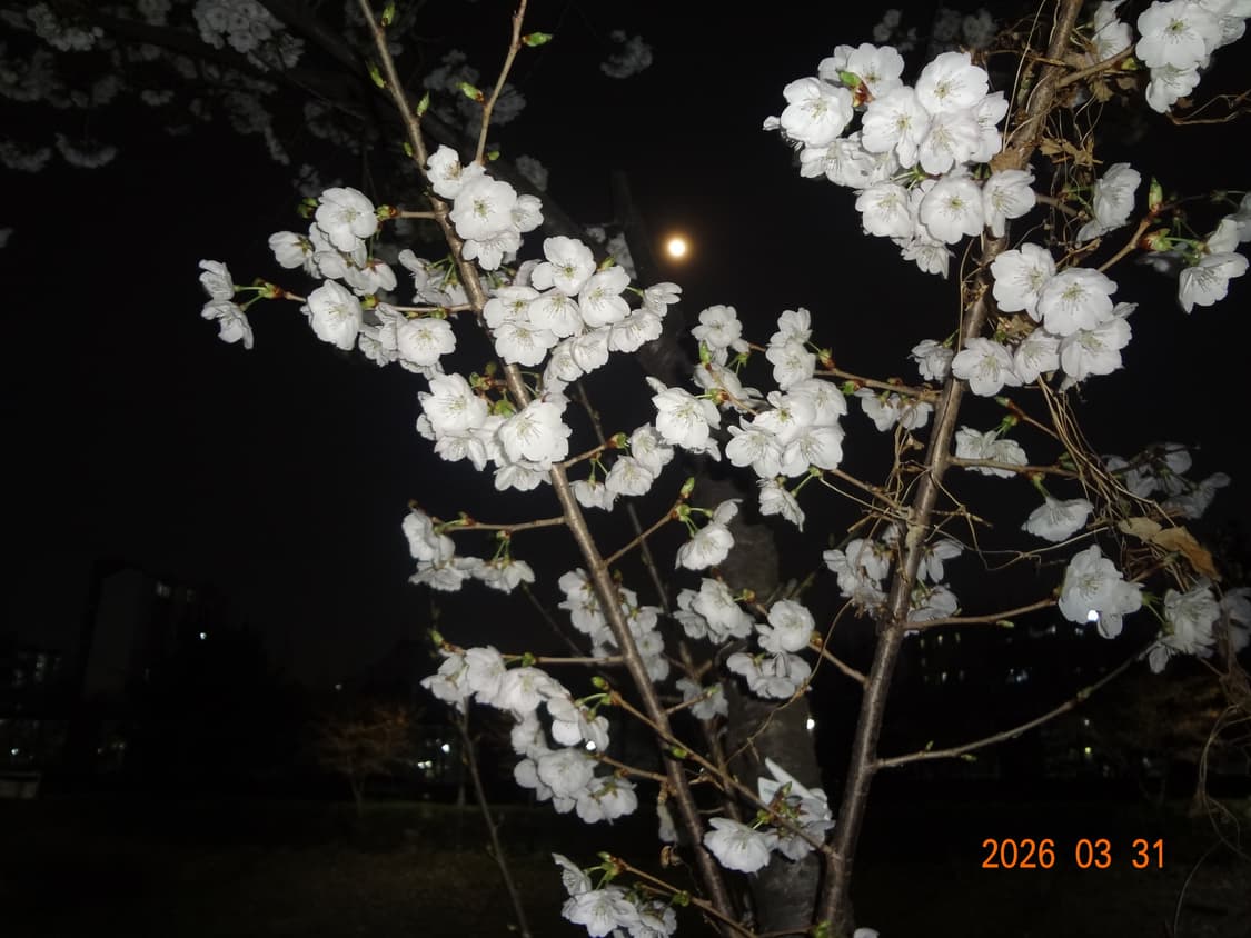 미연 디카🎀 소니 사이버 샷 cyber shot wx7 상품이미지3