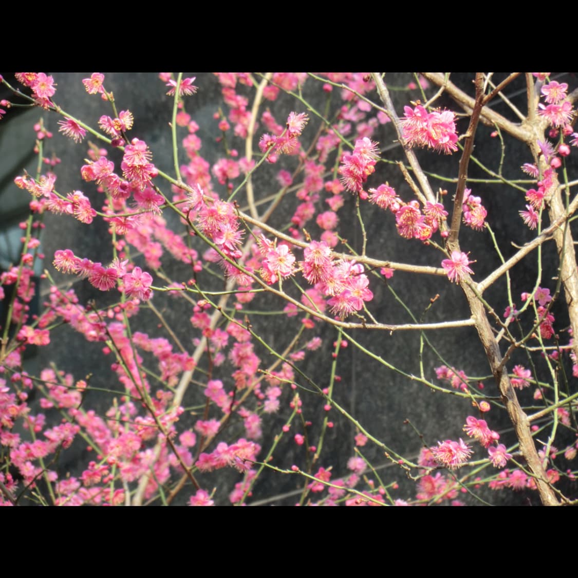 작례⭕️ 카시오 엑슬림 EX-H20G 메이크업모드 ❤️ 상품이미지5