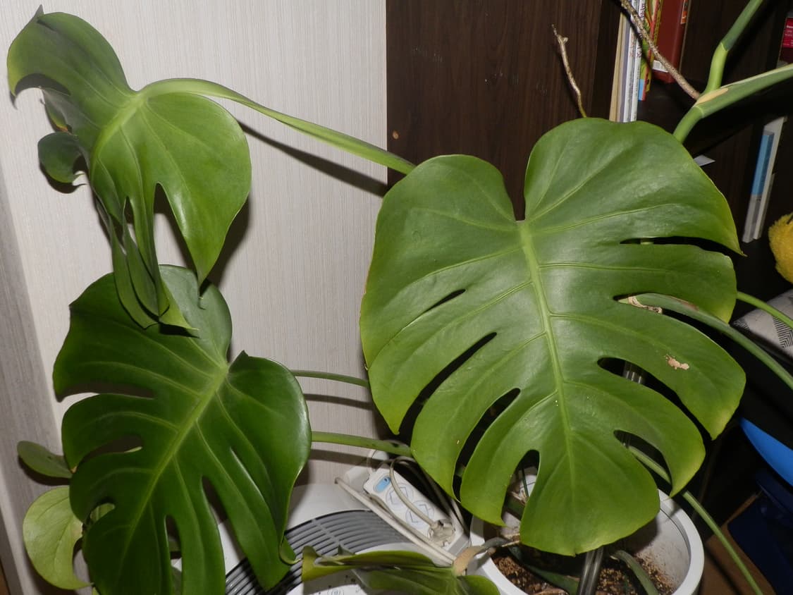 올림푸스sp-610uz 쿨톤디카 상품이미지7