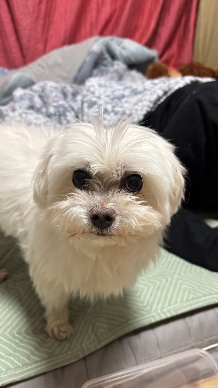 cp컴퍼니 맨투맨 블랙 2xl랑 교환하실분 상품이미지1