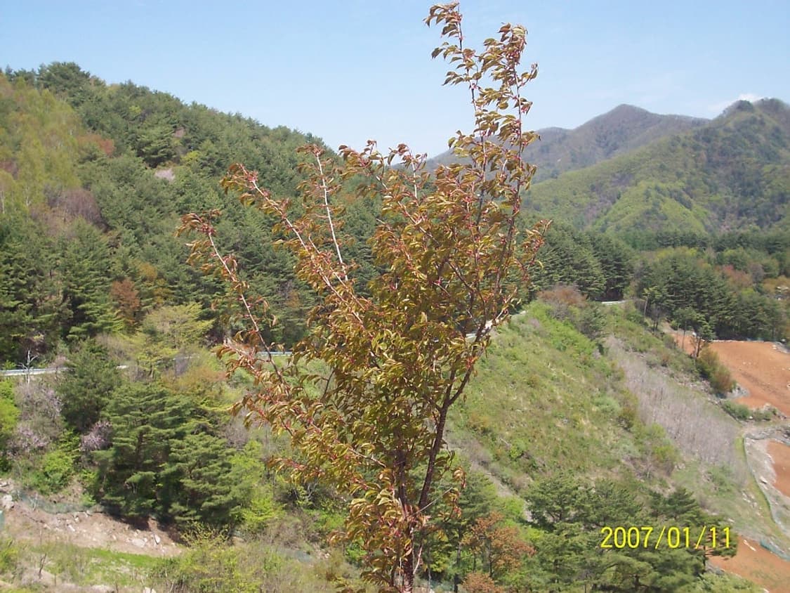 코닥 이지쉐어 M853 실버 Kodak EasyShare M853 sil 상품이미지9