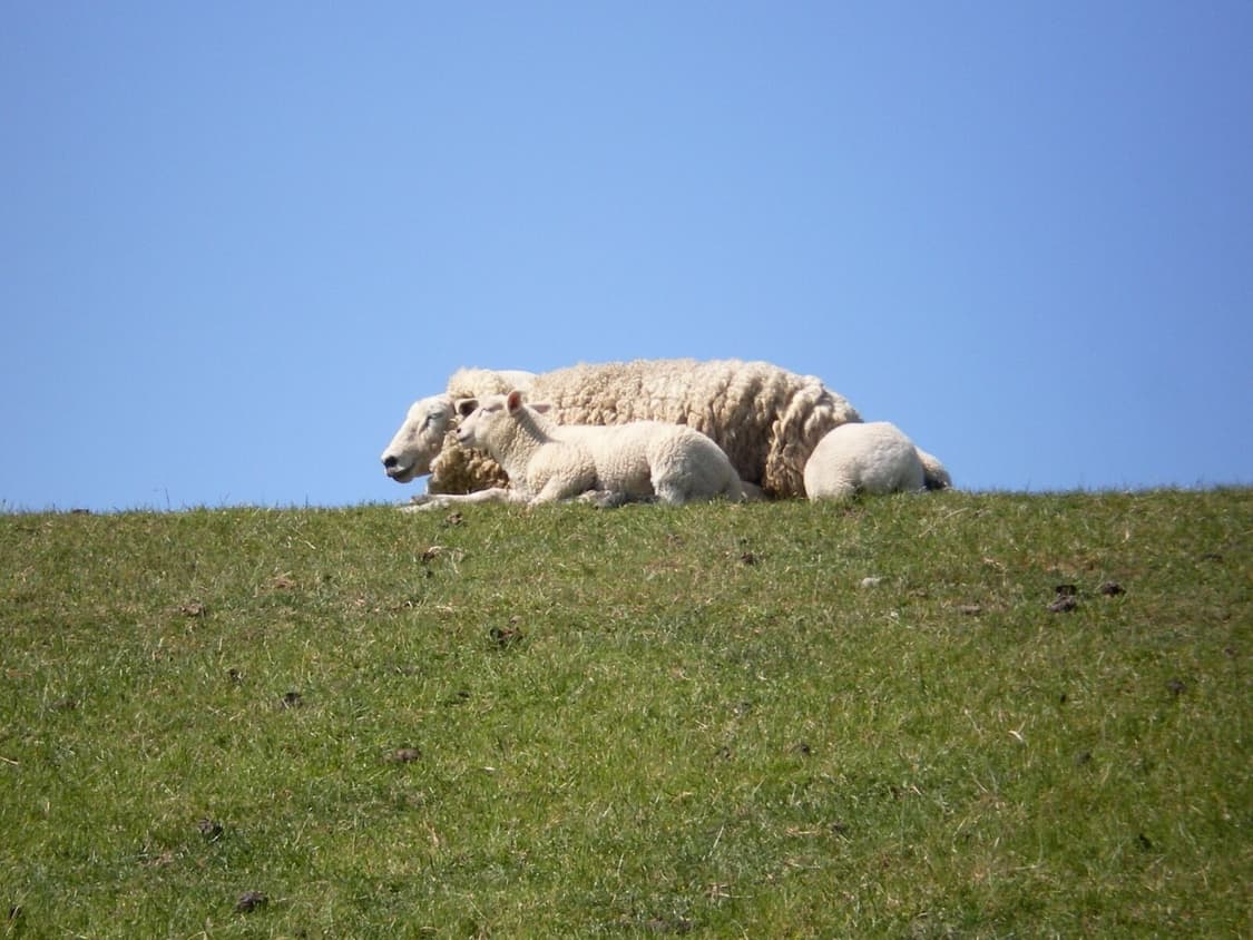 Sanyo xacti vpc-s70 산요 작티 디카 빈티지디카 상품이미지9