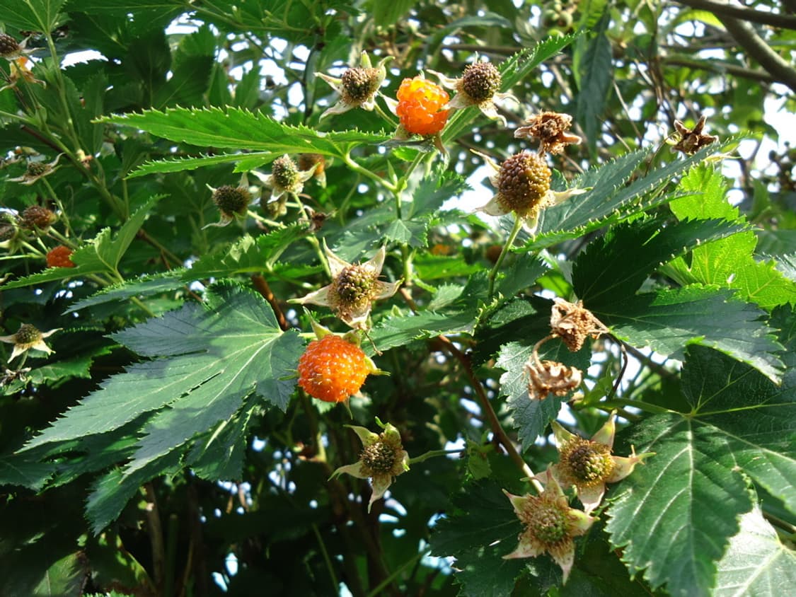 소니 사이버샷 Sony Cyber-shot DSC-W520 실버 상품이미지4