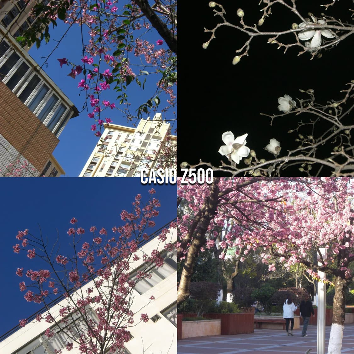 작례⭕️ 카시오 EX-Z500 실버 Casio 디카 카메라 상품이미지2