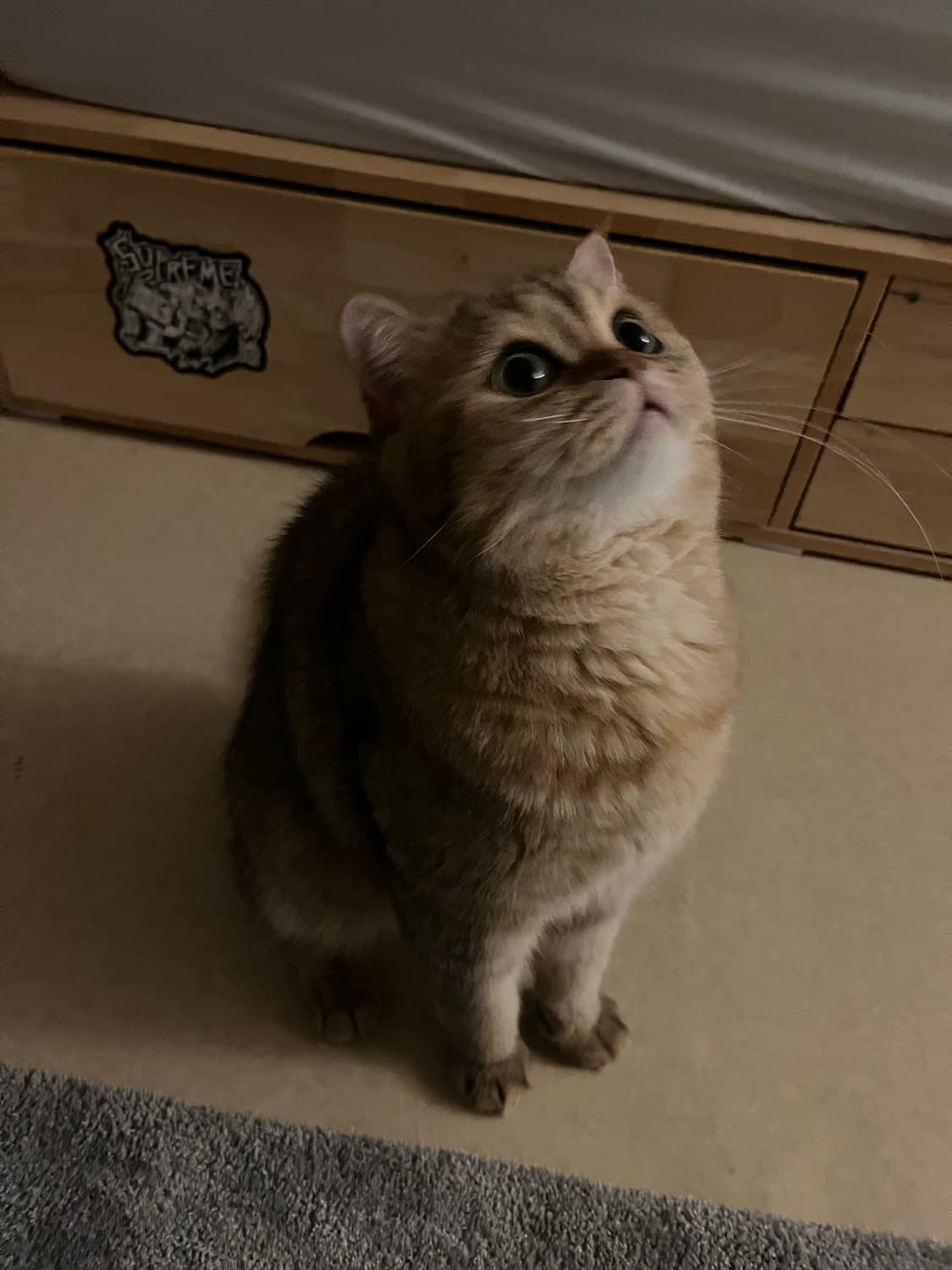 고양이 상품이미지7