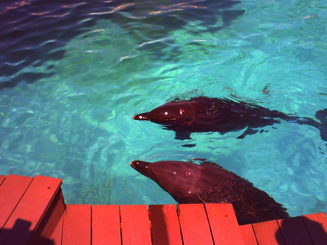 디지털 하리네즈미 2++ 빈티지 디카 상품이미지7