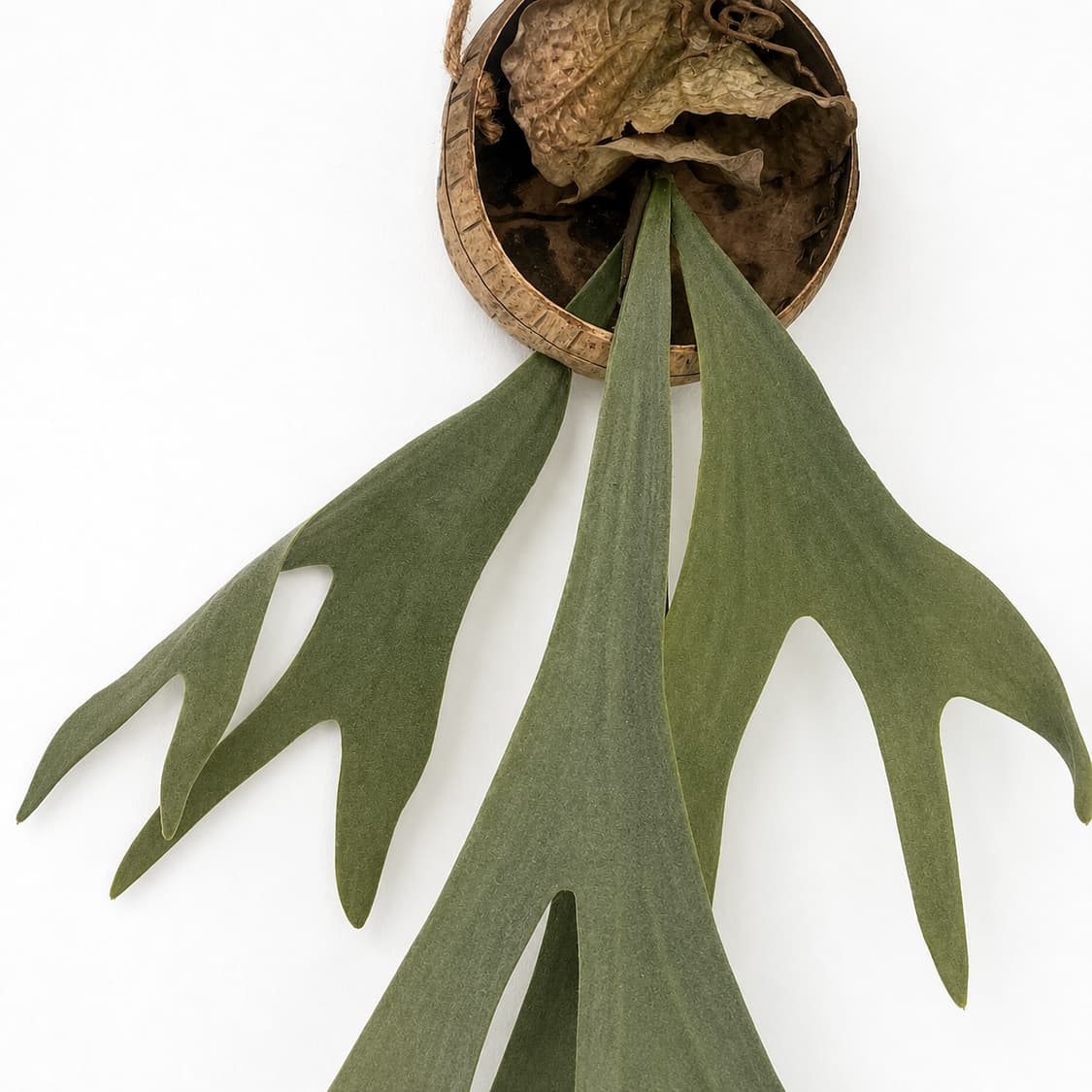 Staghorn Fun Hanging Plant (조화) 상품이미지2