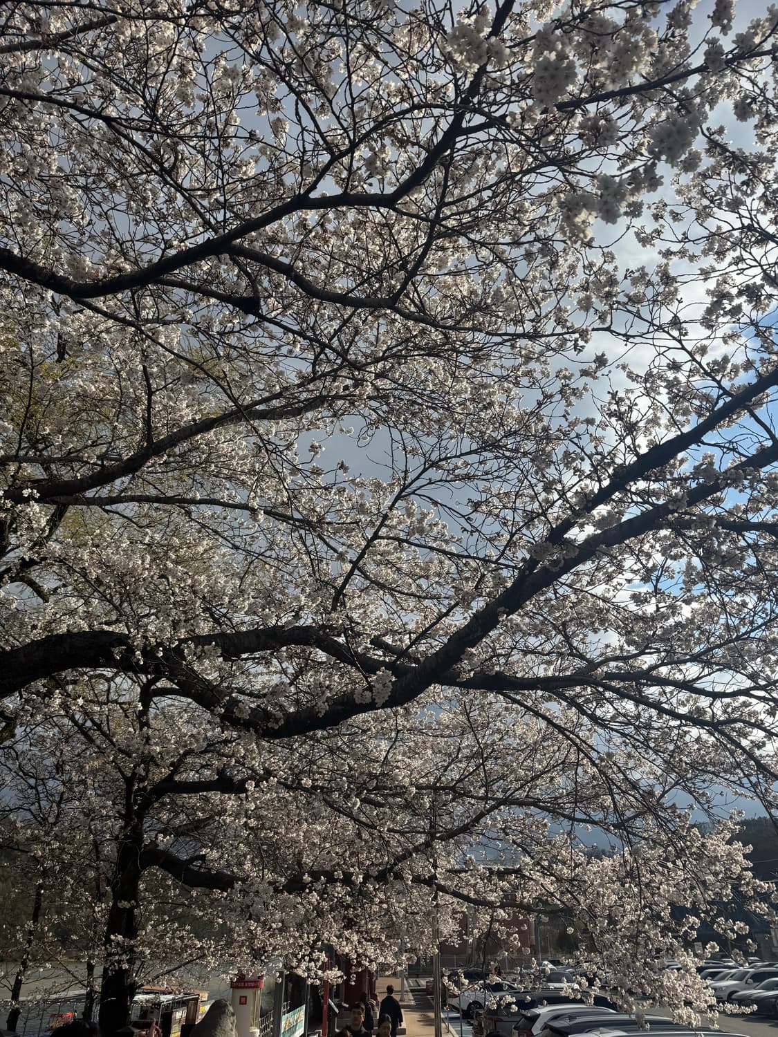 아프레쎄 분할결제 상품이미지1