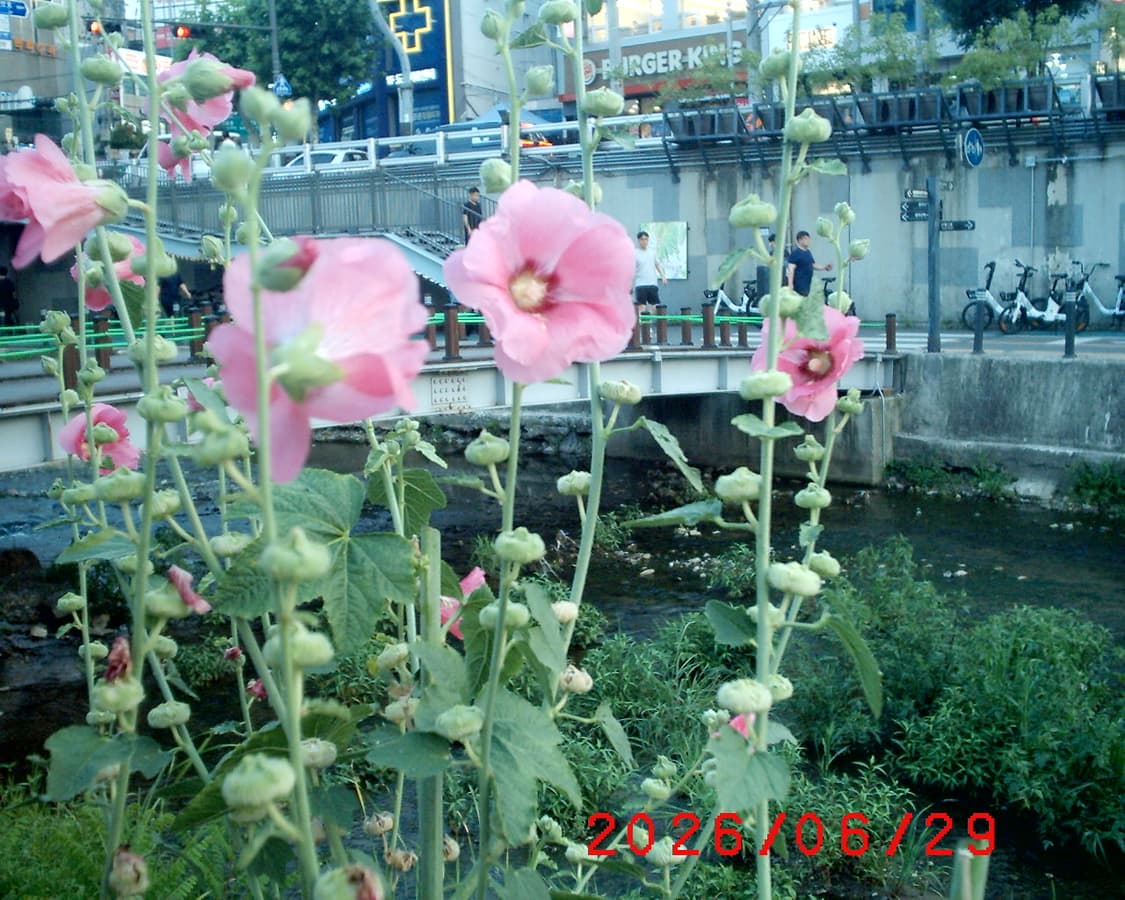 삼성 케녹스 디지맥스101 디카 상품이미지8