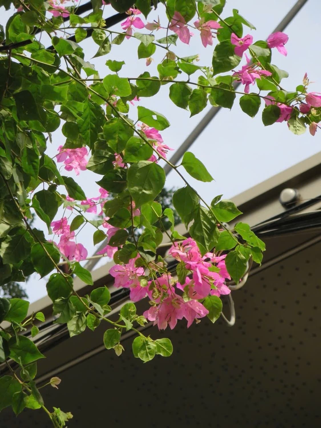 초희귀모델 컬러 ✨) 캐논 ixy600f 작례O 상품이미지4