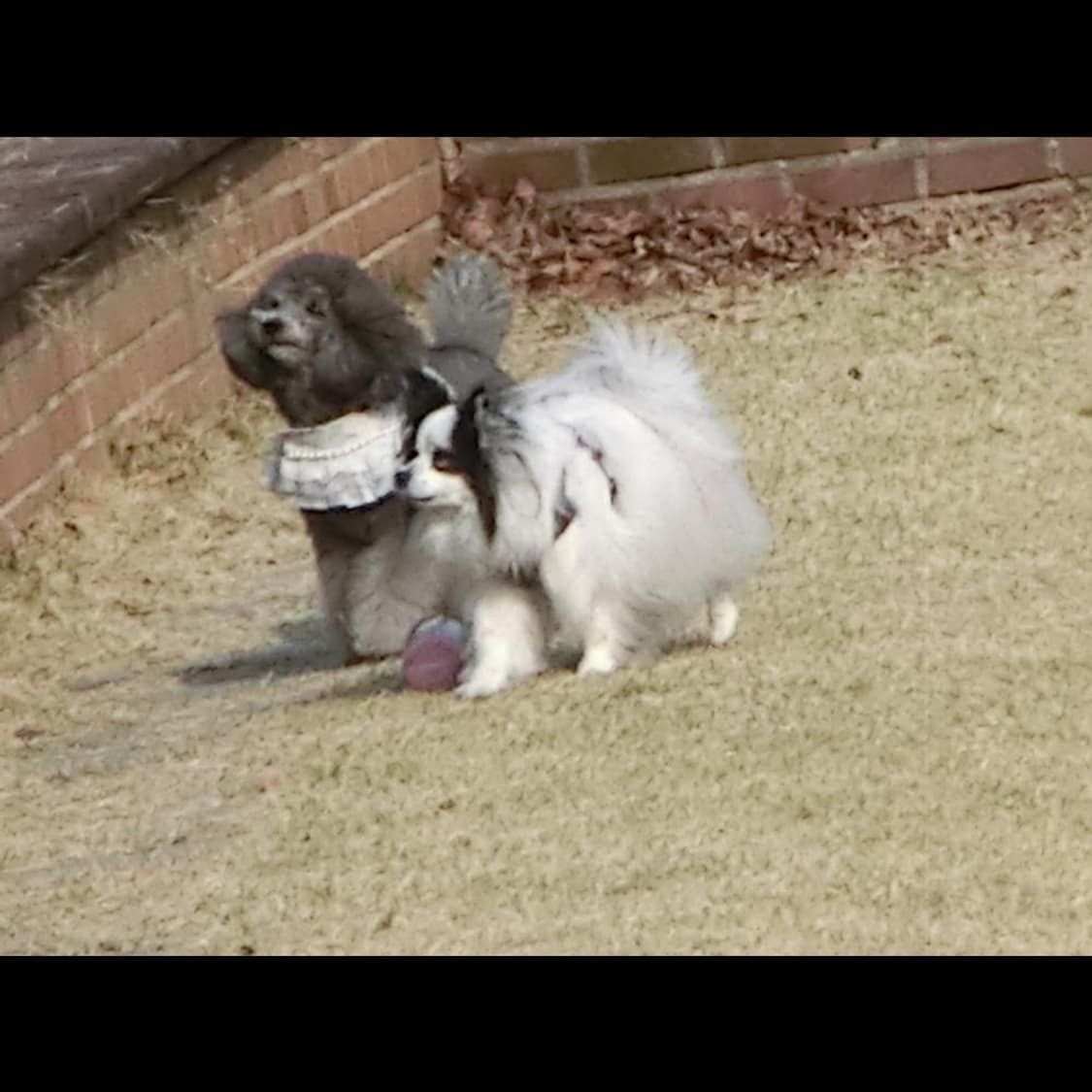 작례⭕️ 카시오 엑슬림 EX-H30 메이크업모드 상품이미지7