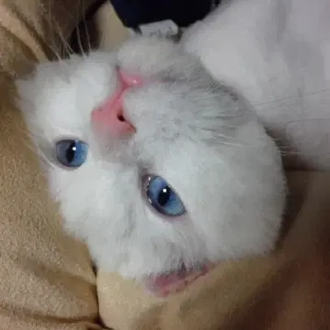 삼성 vluu pl20 디카 (빈티지 카메라) 상품이미지9