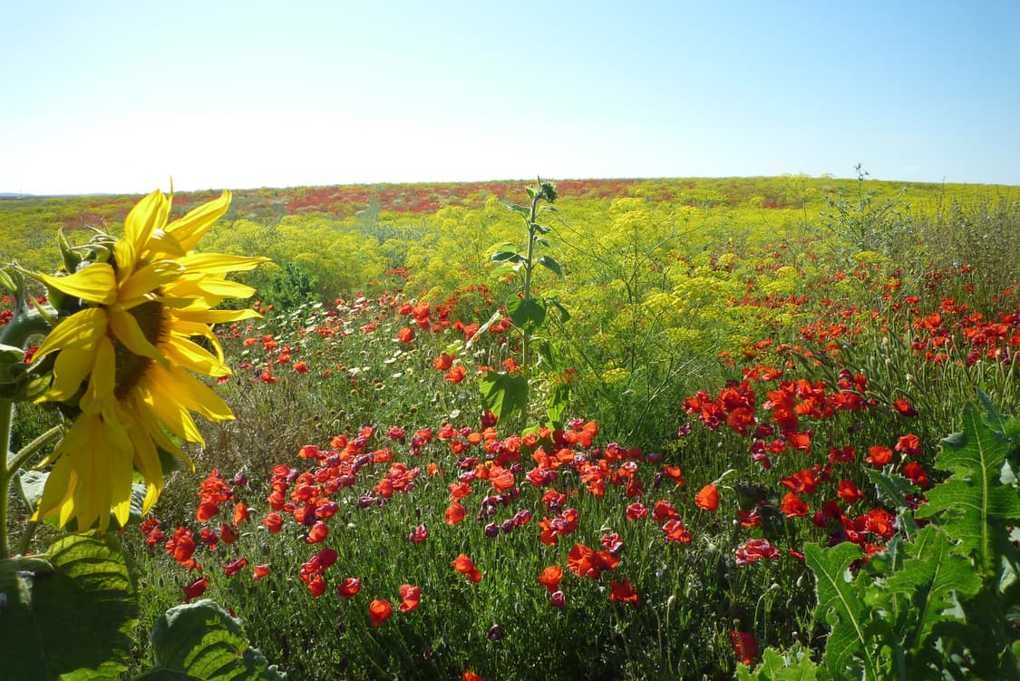 (라이카렌즈💛) 파나소닉 루믹스 DMC-FX40 디카 디지털카메라 상품이미지8