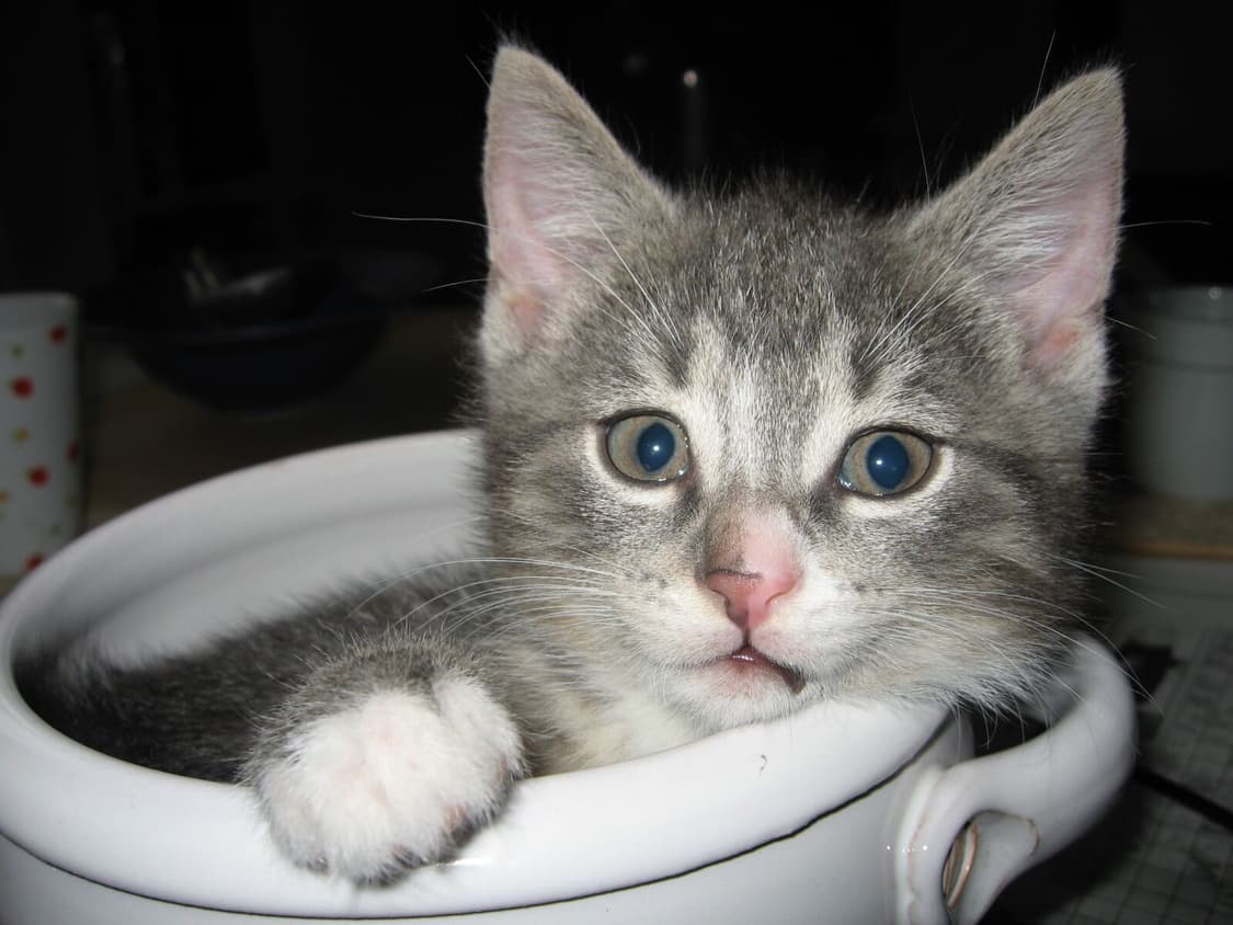 [원희디카!] 캐논 IXY 700 (IXUS 750) 디지털카메라 상품이미지9