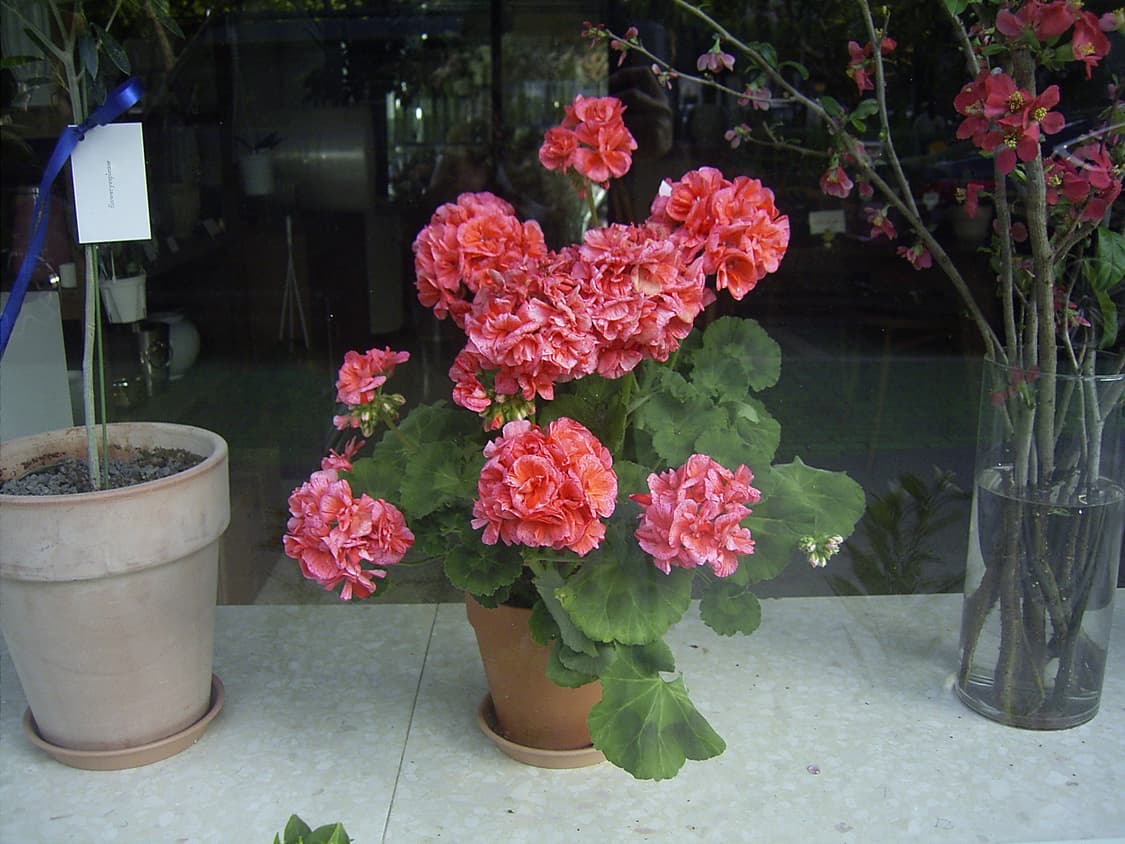 필카 감성 작례) 리코 Ricoh Caplio G3 빈티지 디카 상품이미지7