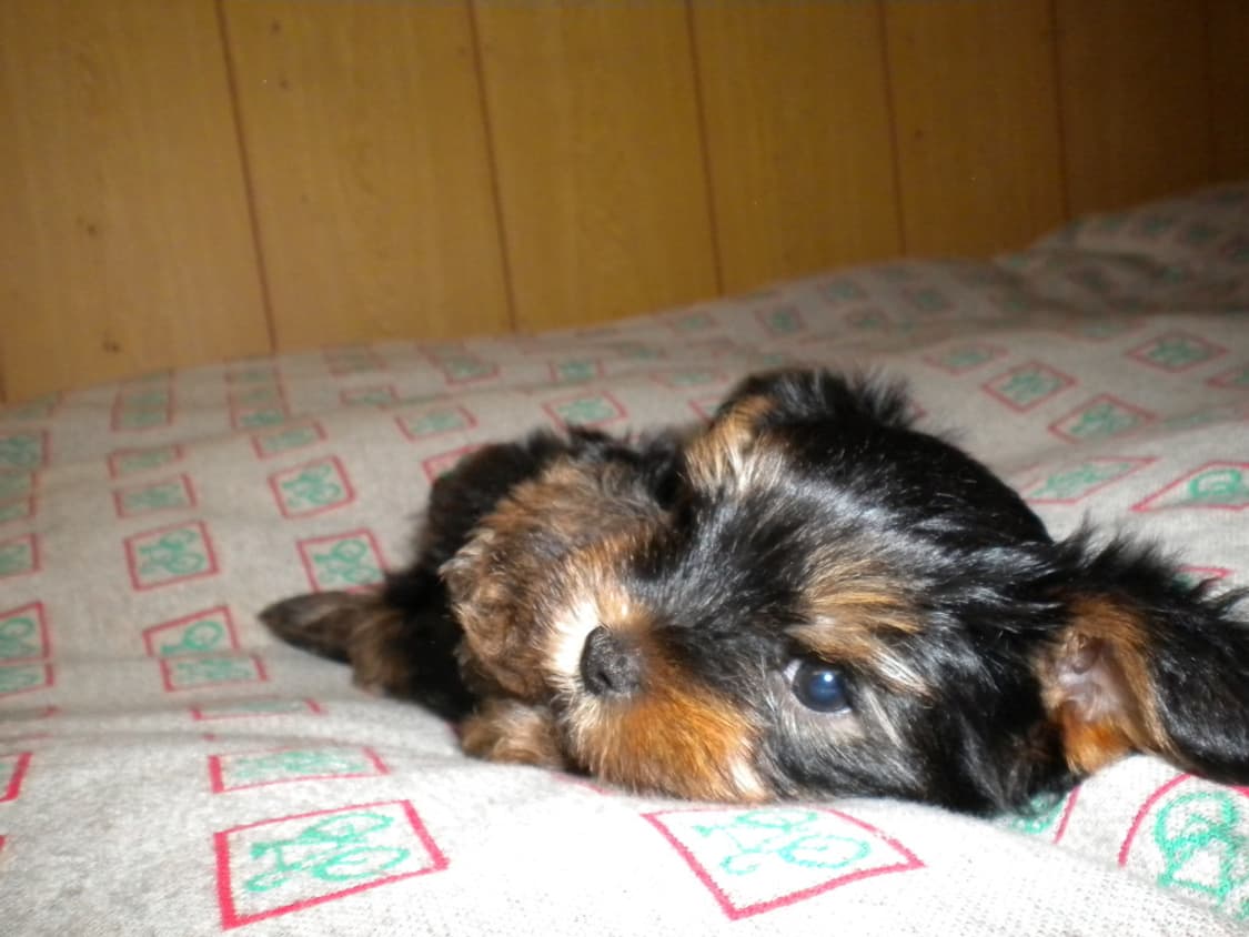 (꾸미기 기능🎨) Nikon 니콘 쿨픽스 S230 디카 디지털카메라 상품이미지8