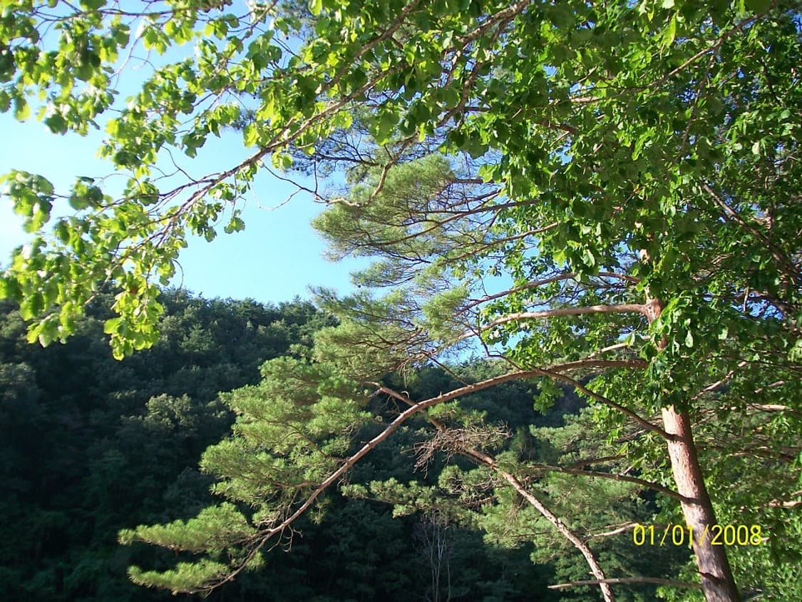 이지쉐어 C613 펄 화이트 Kodak Easyshare C613 상품이미지8