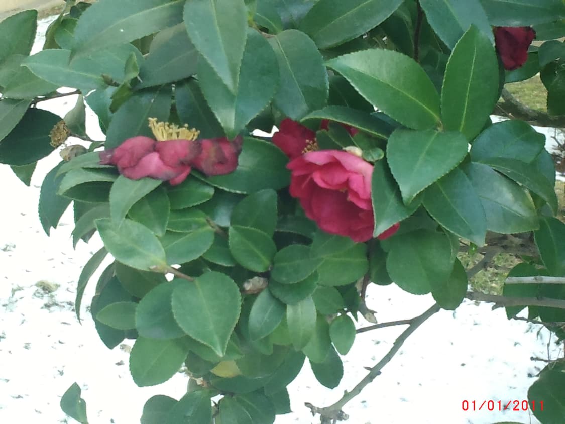 독일 아그파 AgfaPhoto Eclipse Explorer 상품이미지8