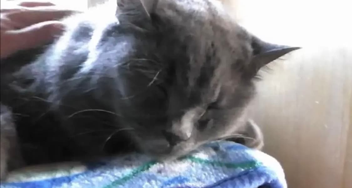 파나소닉 HDC-TM25 빈티지 캠코더 디지털카메라 상품이미지9