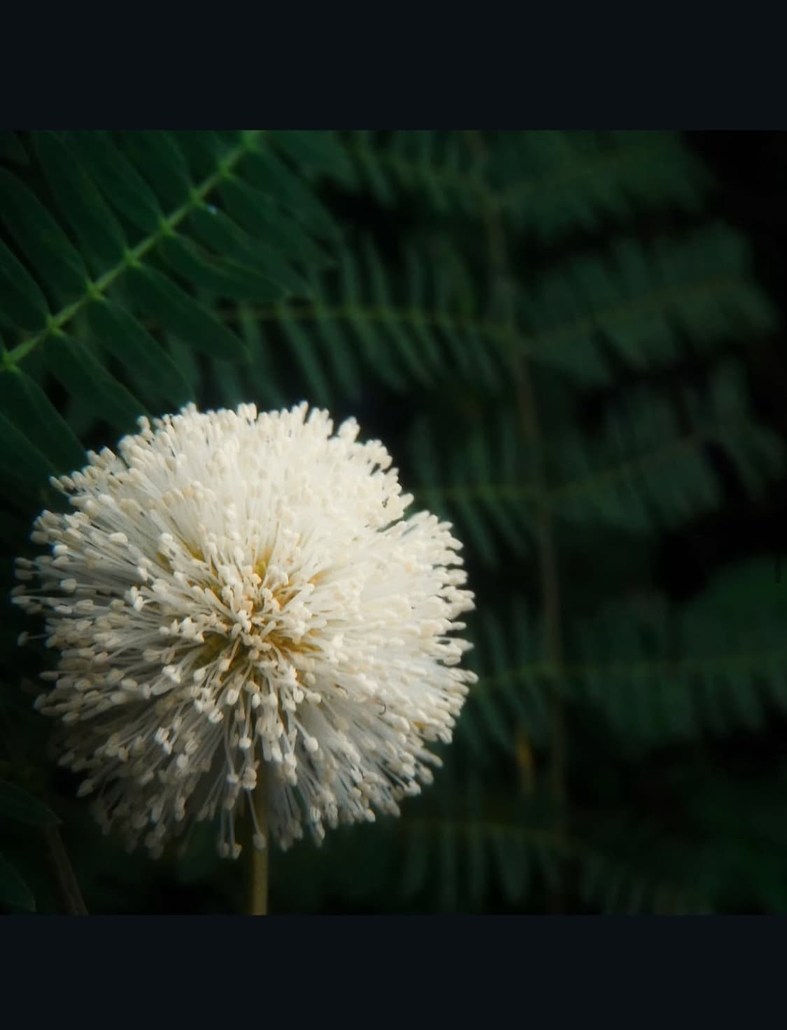 후지필름 파인픽스 z85 디지털카메라 상품이미지8