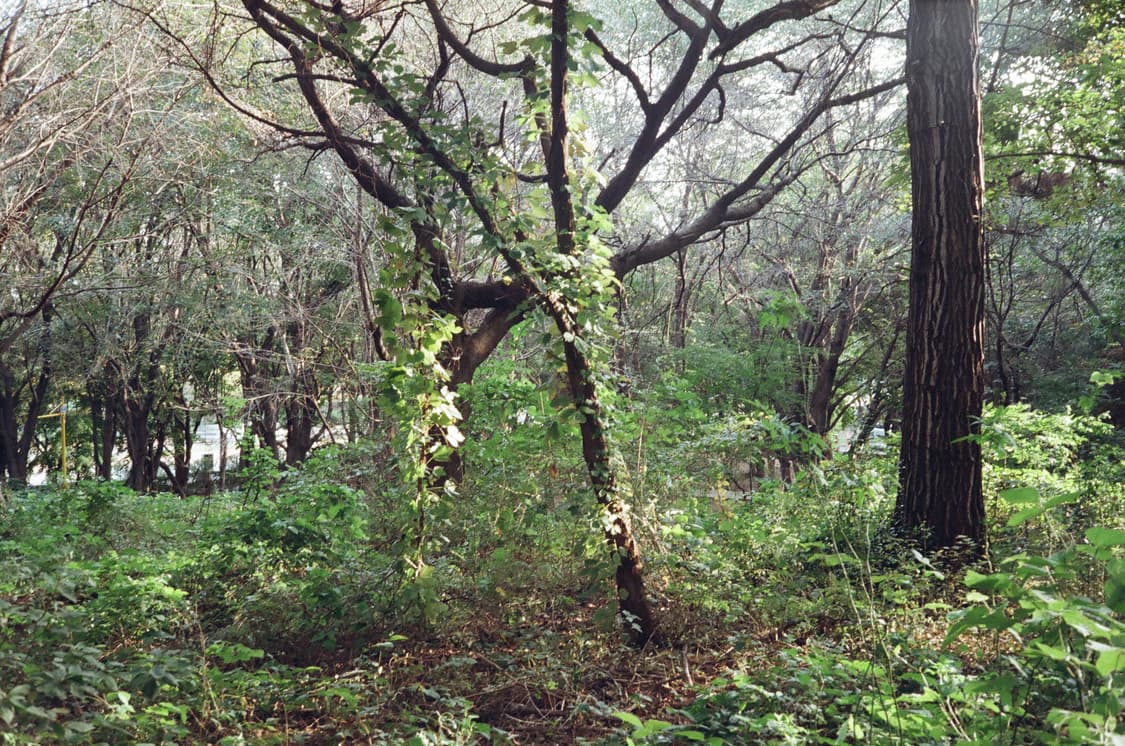 롤라이 35S(작례 O) 상품이미지8