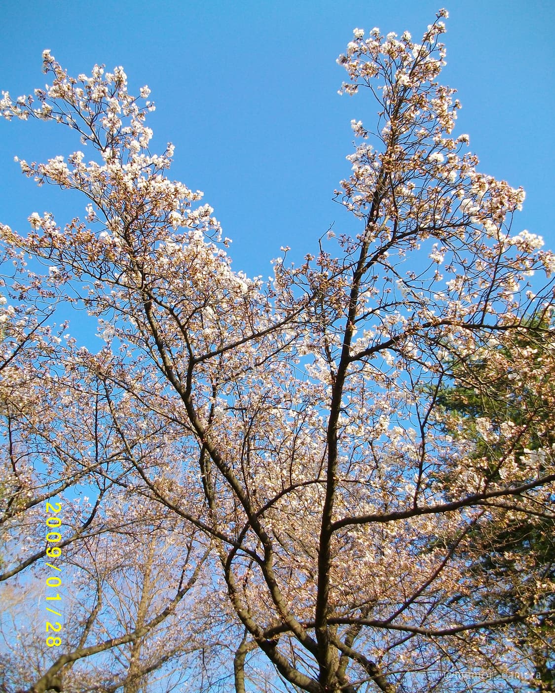 입문자추천/뽀용작례🌸PENTAX Optio E75 펜탁스 디카 카메라 상품이미지8