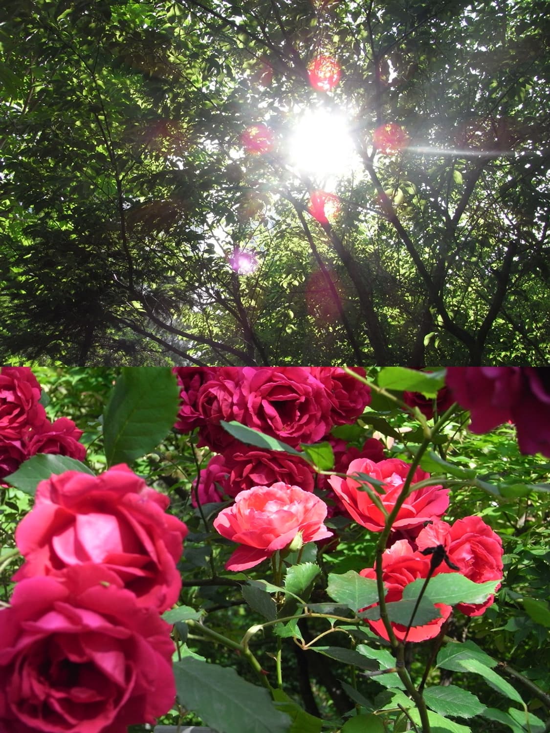 🧘🏻‍♀️ 리코 R8 🧘🏻‍♀️ 풀박스 빈티지 디카 상품이미지9