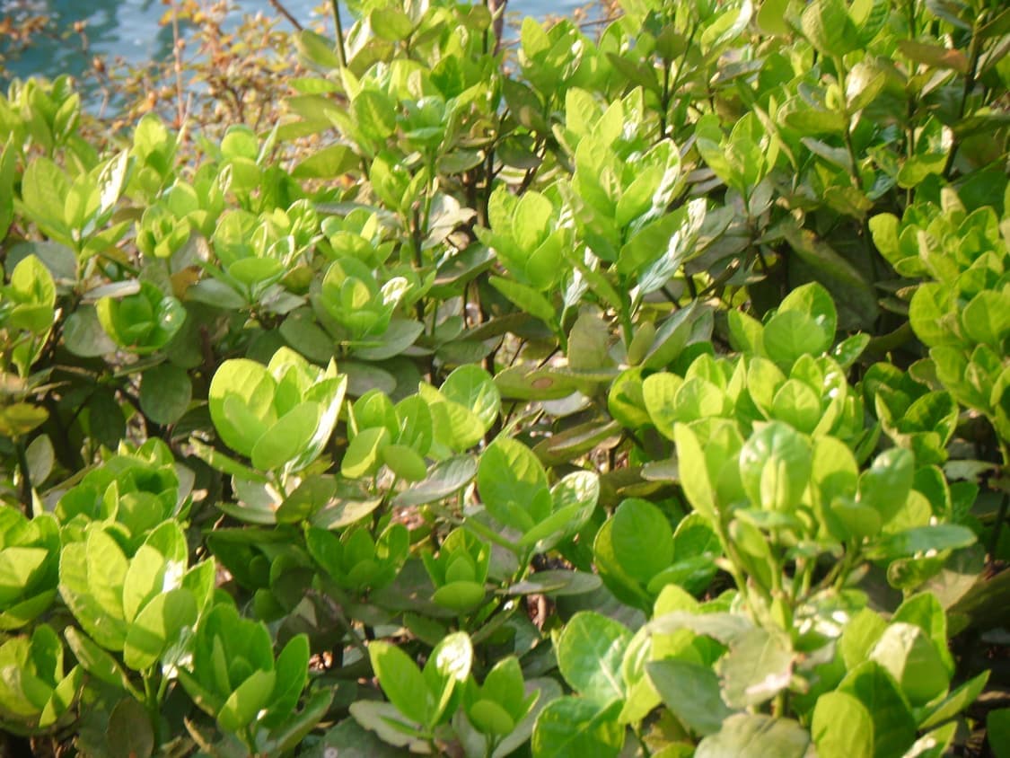 후지필름 파인픽스 JX400 샴페인실버  상품이미지6