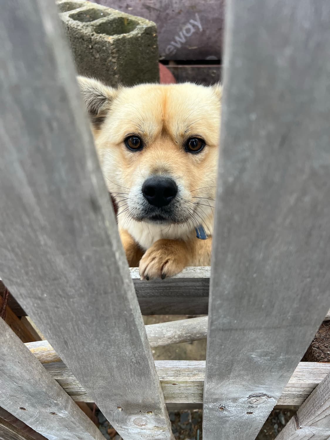 판매완료~배드블러드 미스틱 캡슐 2way 커브드 조거 트라우져 블랙/레드 상품이미지1