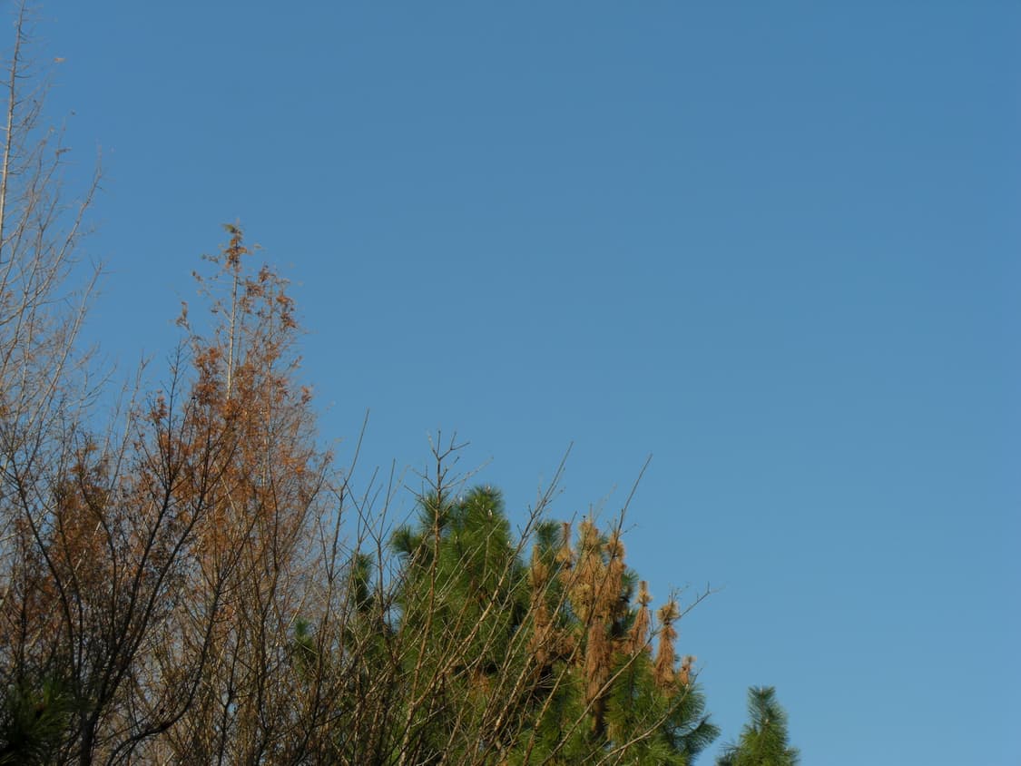 카시오 엑슬림z1080 디카 핑크(작례o) 상품이미지5