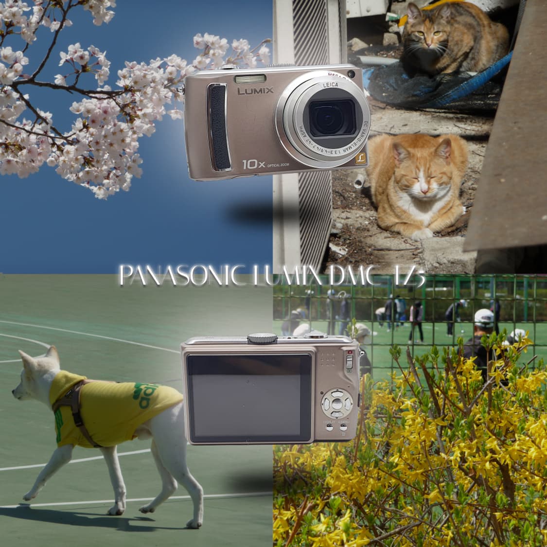 작례⭕️ 파나소닉 루믹스 DMC-TZ5 상품이미지1