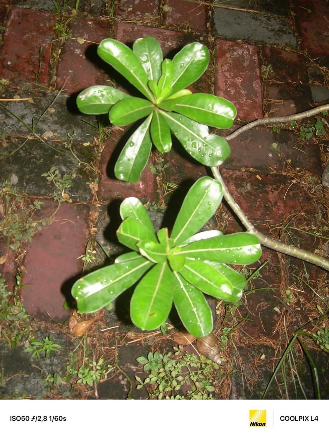 니콘 쿨픽스 l4 디지털카메라 상품이미지10