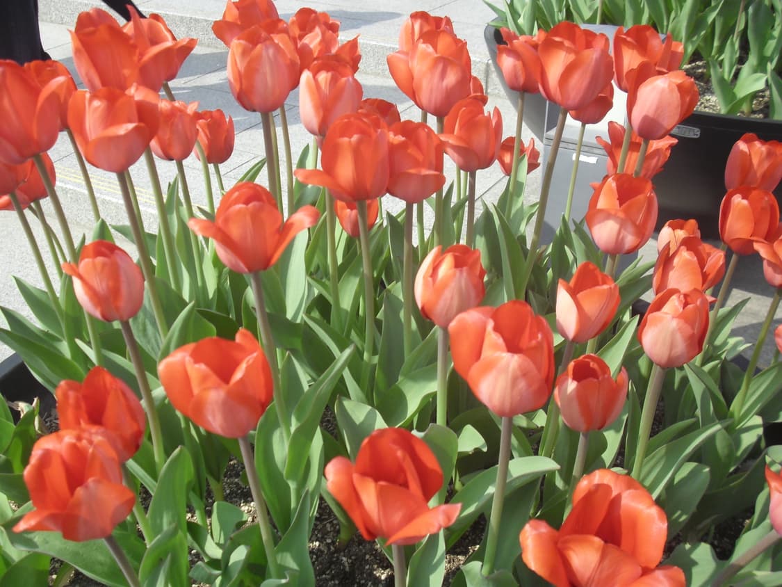 카시오 엑슬림 ex-z29(작례O) 빈티지디카 디지털카메라 상품이미지8