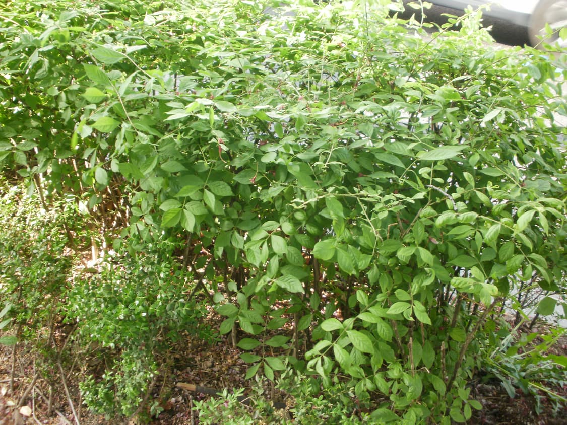 올림푸스 FE-46디카 상품이미지6