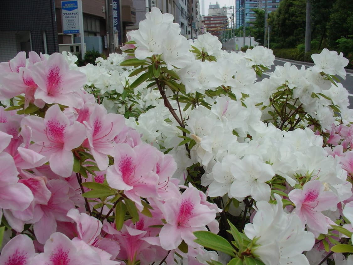 (셀카 가능🤳) 소니 사이버샷 SONY DSC-F77 상품이미지7