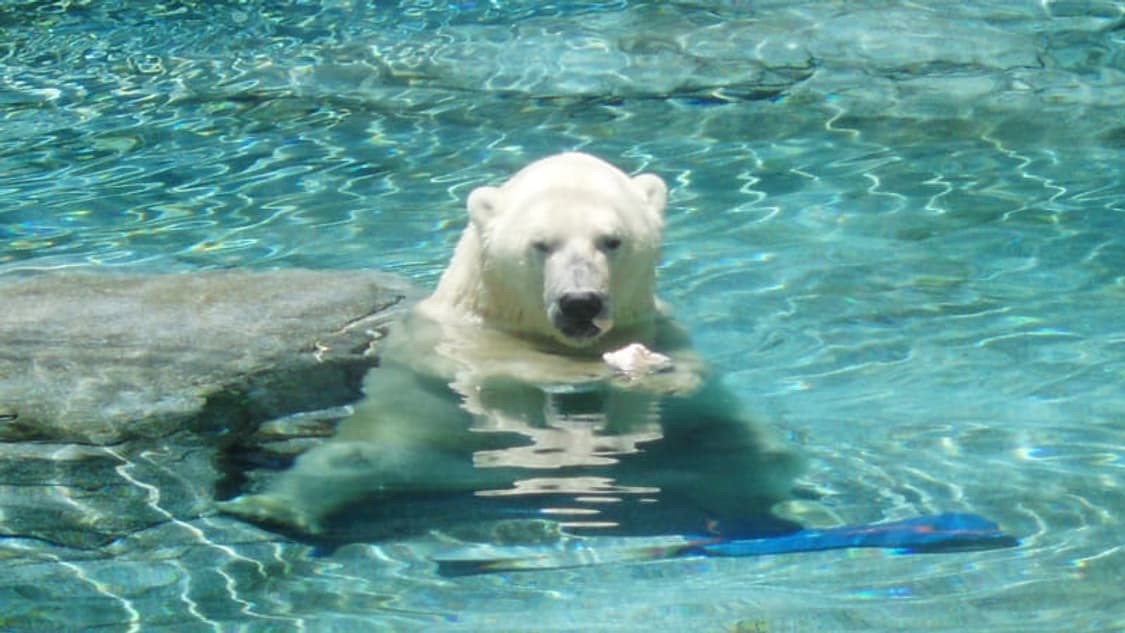 셀카) samsung vluu st550 삼성 한효주 디카 상품이미지9