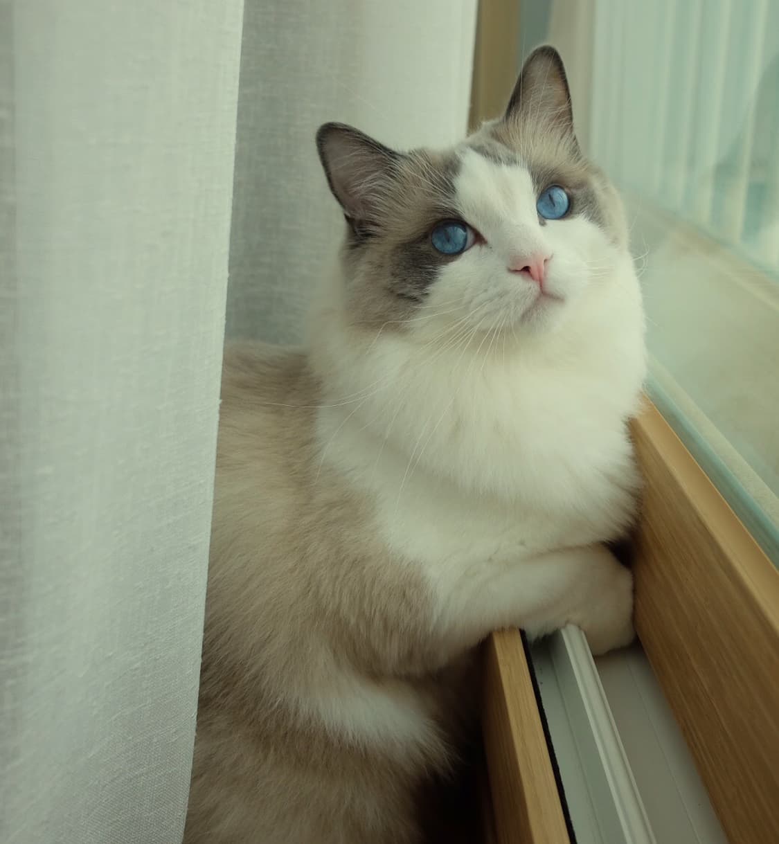 001. 반려동물 오색 실반지 상품이미지4