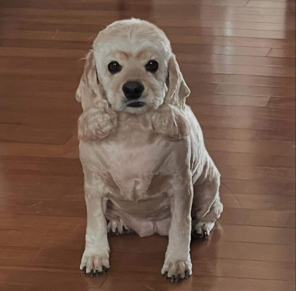 파라부트 미카엘 마룬(41.5size) 상품이미지7