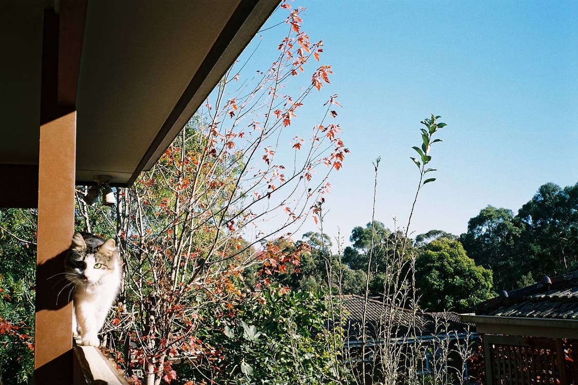 작례O 클래식 감성 치논 auto GL-S 필름카메라 빈티지 필카 상품이미지4