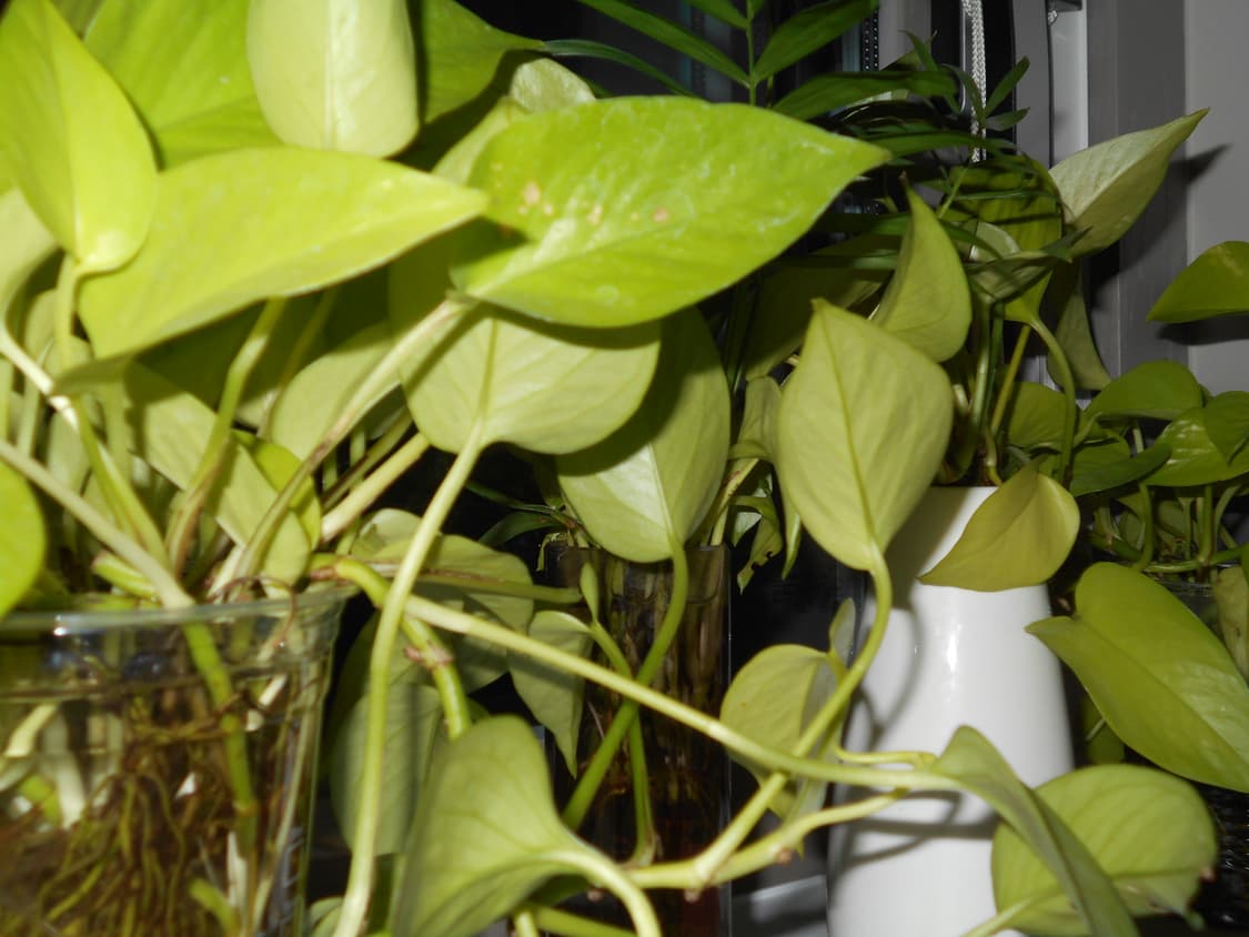 작례O) 니콘 쿨픽스 L32 nikon coolpix l32 디카 빈티지 상품이미지6