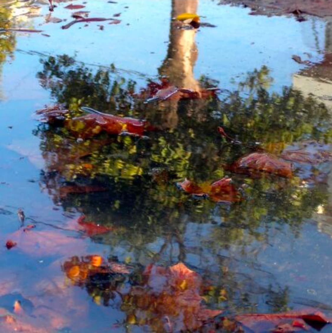 코니카 미놀타 디미지 Z1 상품이미지7