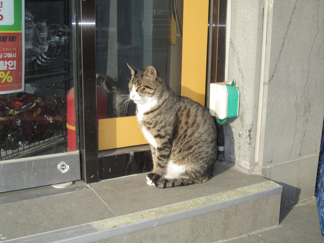 캐논 익서스 210 ixus 빈티지 핑크 디카 디지털 카메라 상품이미지8