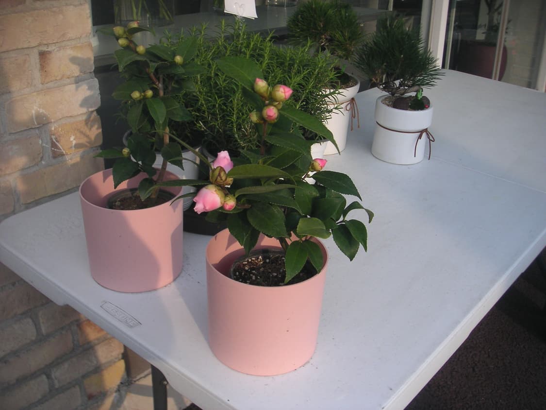 필카느낌,작례o) 미놀타 Minolta DiMAGE Xt 빈티지 디카 상품이미지7