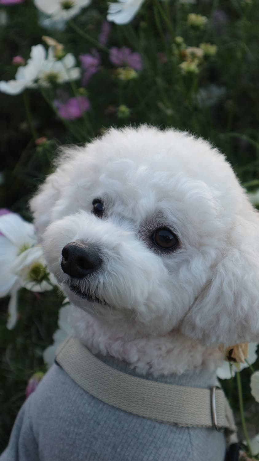 캐논 eos m10 미러리스 카메라 + 15-45mm 렌즈 상품이미지4