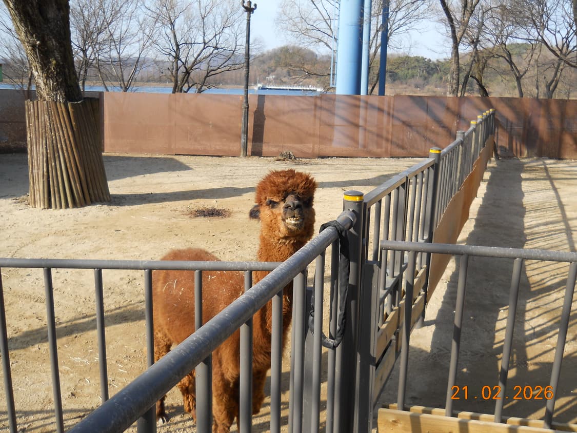 Nikon COOLPIX L22 블랙 (작례O) 상품이미지8